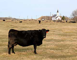 Halma Sampler